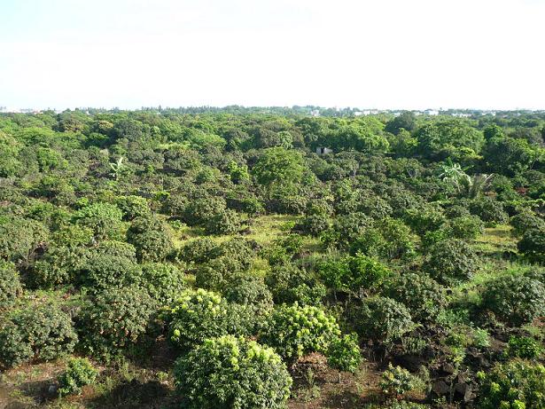 ?？谟栏贿_(dá)農(nóng)產(chǎn)品運(yùn)銷專業(yè)合作社/海南荔枝王