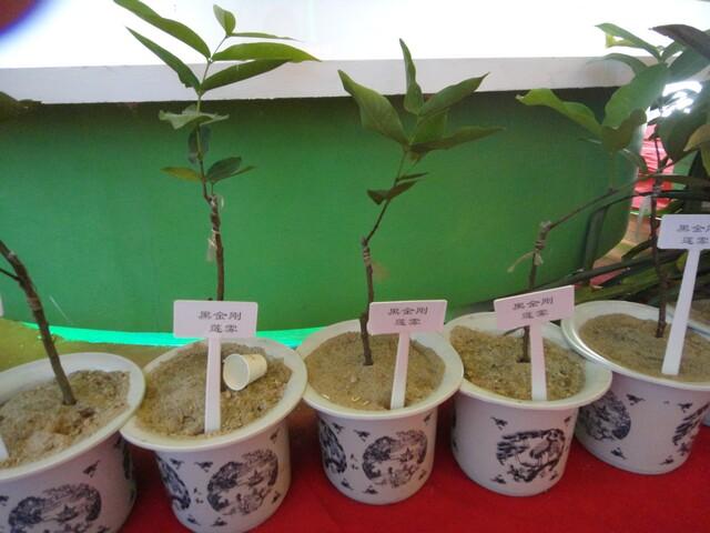 冬交會展覽的瓜果菜圖集