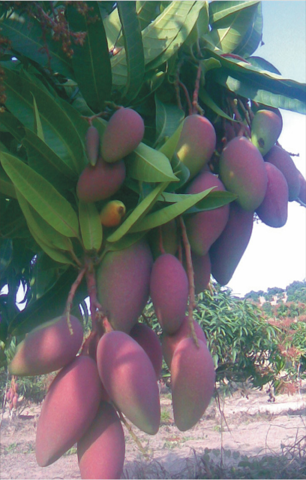 三亞南果果蔬農(nóng)民專業(yè)合作社