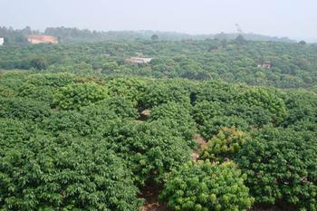 ?？谀蠉u荔枝種植專業(yè)合作社