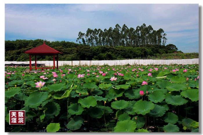 荷塘印象休閑農(nóng)莊