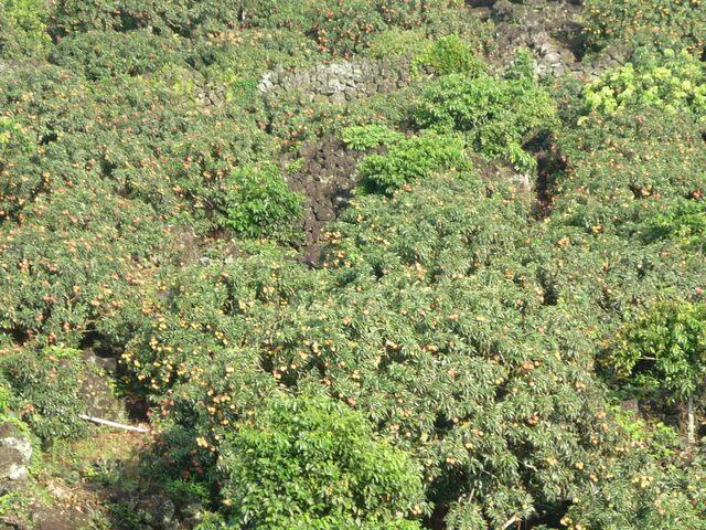 永富達荔枝園