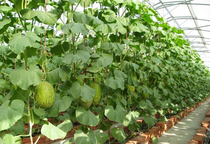 三亞香順哈密瓜農(nóng)民專業(yè)合作社