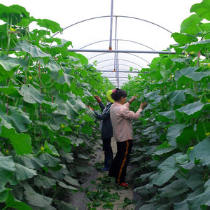 樂東騰福哈密瓜農(nóng)民專業(yè)合作社