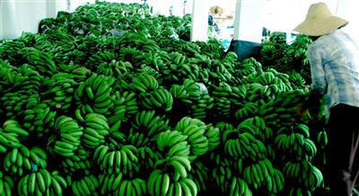 樂東洪運農(nóng)產(chǎn)品產(chǎn)銷專業(yè)合作社