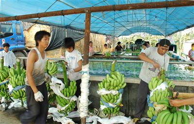 樂東洪運農(nóng)產(chǎn)品產(chǎn)銷專業(yè)合作社