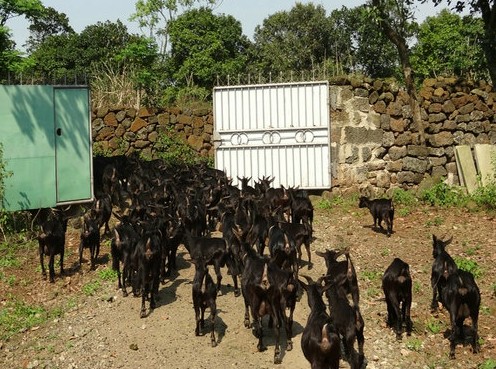 海口永東羊山羊養(yǎng)殖專業(yè)合作社