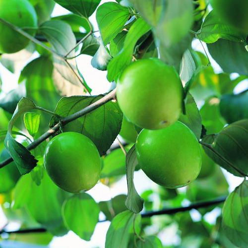 ?？邛未焊Ｃ蹢椃N植專業(yè)合作社