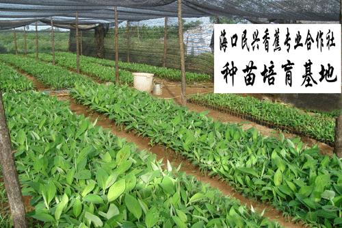 ?？诿衽d香蕉專業(yè)合作社