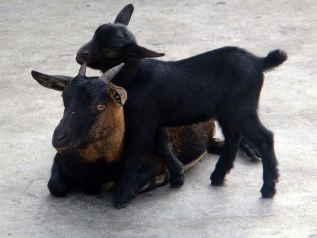 海口萬(wàn)岱農(nóng)業(yè)綜合開(kāi)發(fā)專業(yè)合作社