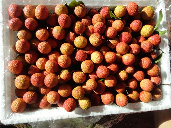 海南白糖罌荔枝代辦