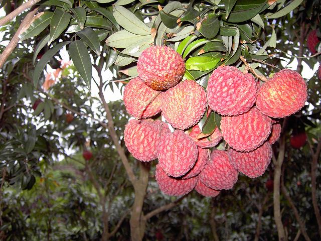 海南富硒荔枝王