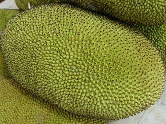 海南菠蘿蜜