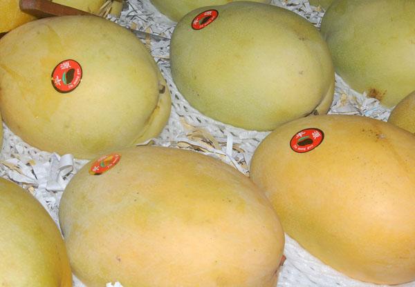 芒果進(jìn)入上市高峰，澳芒降價(jià)幅度大