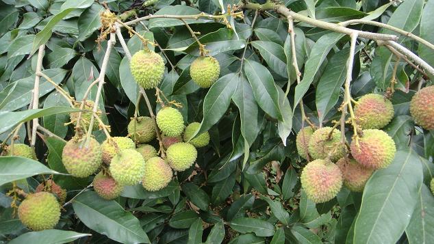海南荔枝量逐漸加大，價格大幅下降