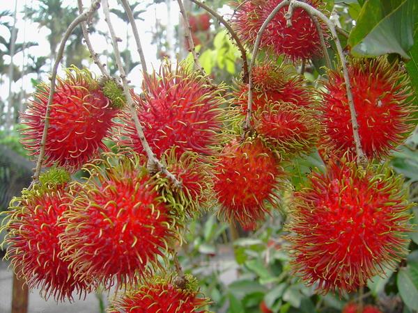 保亭紅毛丹獲得&ldquo;最具特色水果&rdquo;稱號(hào)