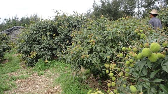 家樂福競買百畝荔枝園鮮果
