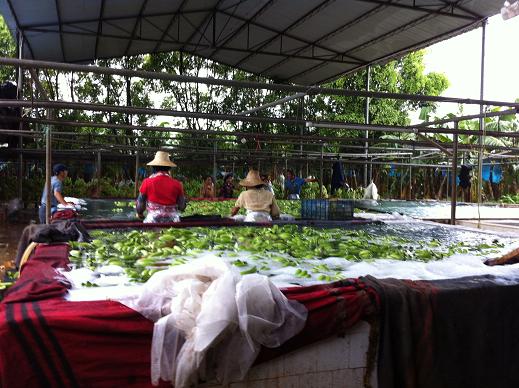 水果采收后的商品化處理技術(shù)要點(diǎn)