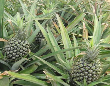 菠蘿的采收要適時(shí)