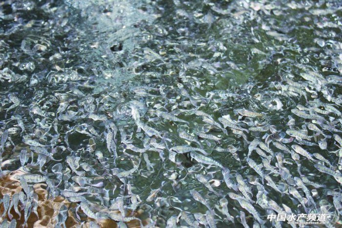 海南省羅非魚苗業(yè)如何走出困境