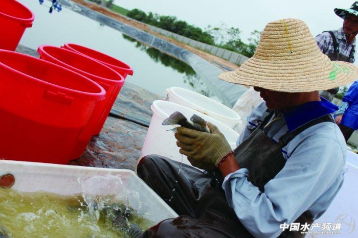 海南省羅非魚苗業(yè)如何走出困境