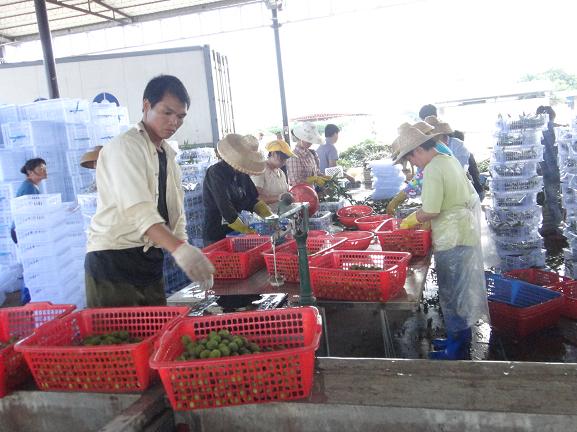 供求信息不暢 滯銷陰影難消