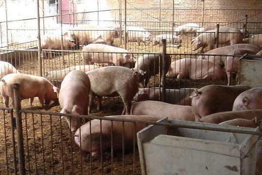 海南活豬上半年供港量增加