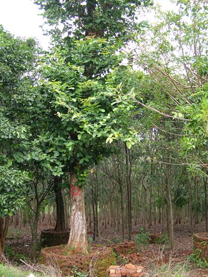 海口天福合祥農(nóng)業(yè)專業(yè)合作社