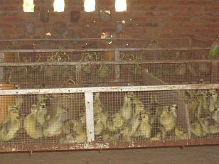 ?？邶埦B(yǎng)禽專(zhuān)業(yè)合作社