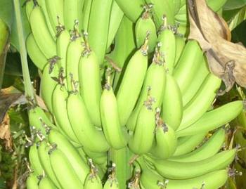 儋州萬(wàn)山種養(yǎng)殖農(nóng)民專(zhuān)業(yè)合作社