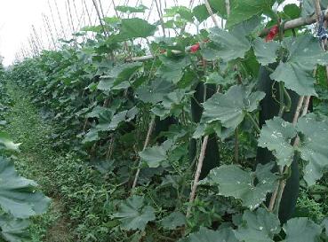 儋州光村益豐黑皮冬瓜種植專業(yè)合作社