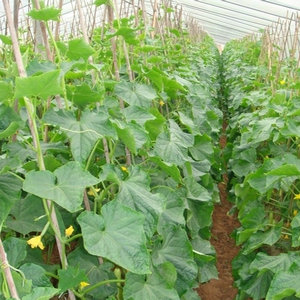 儋州沛順種植專業(yè)合作社