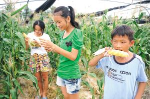 &ldquo;水果玉米&rdquo;試種成功　瓊海將大力推廣