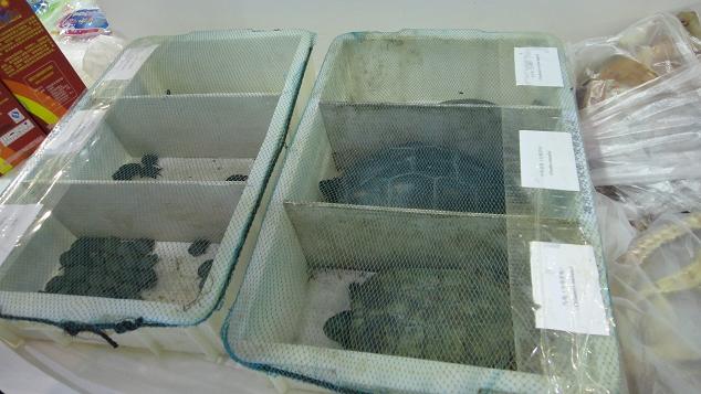 海博會：文昌龜類展品受歡迎