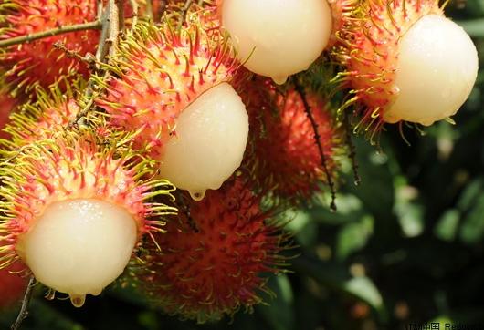 紅毛丹價(jià)格大幅下跌