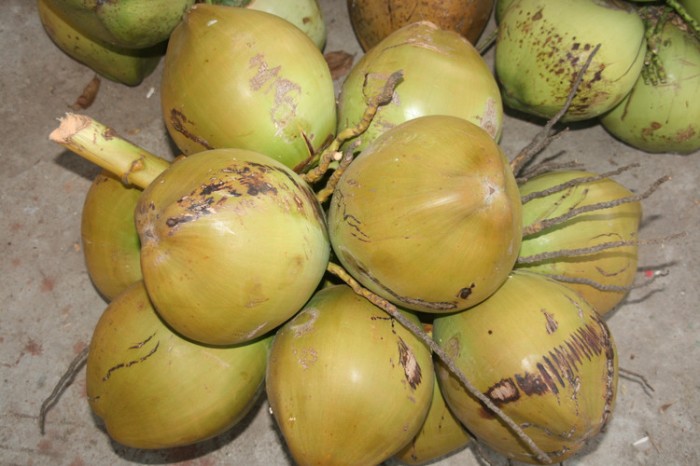 椰子價(jià)格近日微漲