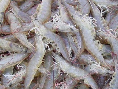 海南南美白對蝦