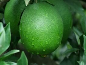 海南臍橙悄然上市