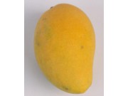 臺(tái)農(nóng)芒果