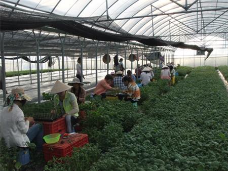 各市縣積極組織瓜菜集中育苗，力爭(zhēng)盡快恢復(fù)冬種瓜菜生產(chǎn)