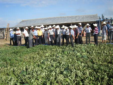 省農(nóng)技中心舉辦西瓜水肥一體化栽培技術(shù)現(xiàn)場觀摩會