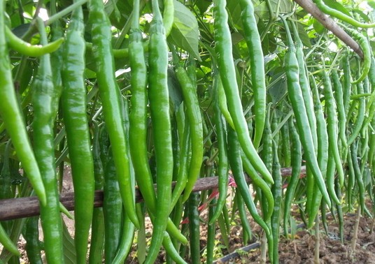 海南椒類蔬菜價(jià)格猛漲