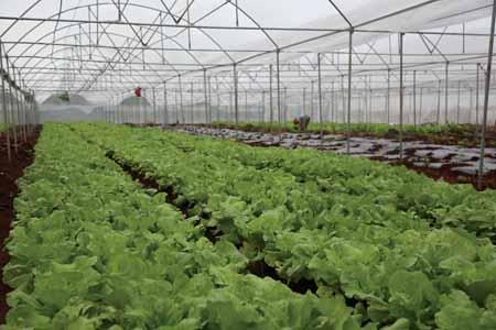 臨高種植冬季瓜菜7萬(wàn)畝