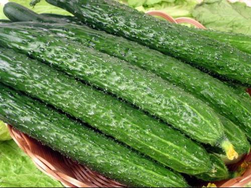 海南青瓜價(jià)格驟降