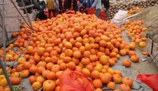 深圳海吉星海南瓜菜價(jià)格保持穩(wěn)定