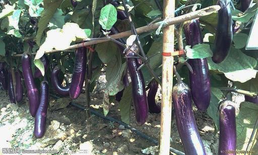 茄子價(jià)格下降