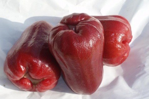 蓮霧行情大幅下跌