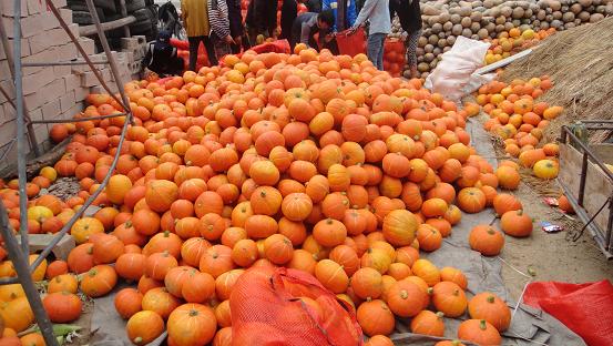 南瓜價格出現(xiàn)下跌