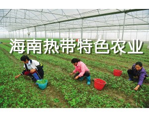 海南熱帶特色農(nóng)業(yè)