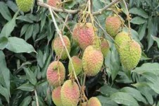 ?？诜e書水果產(chǎn)銷專業(yè)合作社